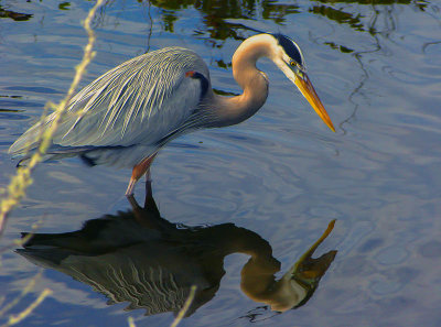 20100211-Blue Heron 7.jpg