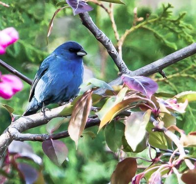 20140519-Indigo Bunting 3-2.jpg