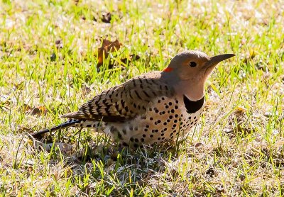 20140424-Northern Flicker.jpg