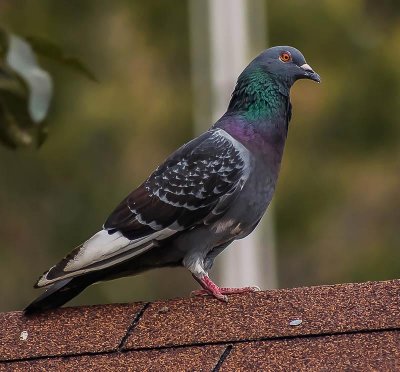 20130709-Pigeon 2.jpg
