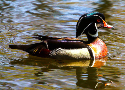 20120511-Wood duck-2.jpg