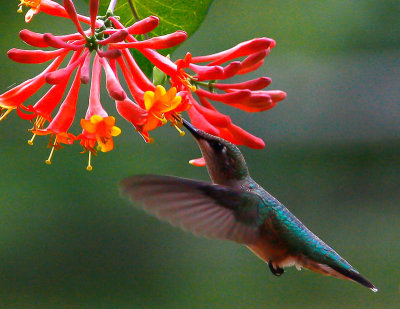 20110809-_Ruby Throated Hummingbird_0269 copy.jpg