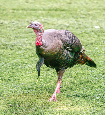 20110529-MaleTurkey.jpg