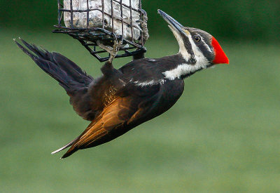 20110524-Pilated Woodpecker.jpg
