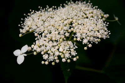 One Big Flower among Many Buds
