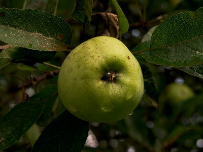 Apple