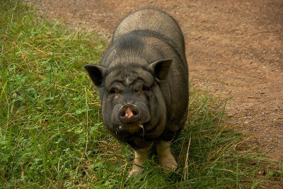 Boss Hog