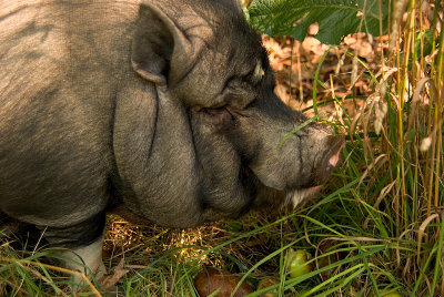 Boss Hog Returns