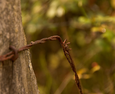 100 Year Old Barbed Wire