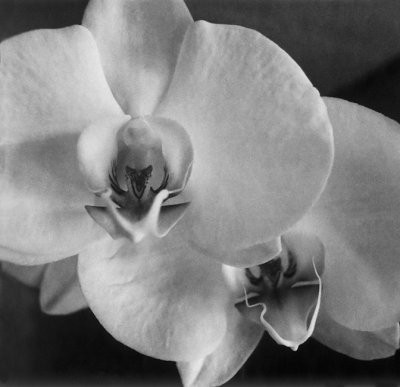 Orchid II