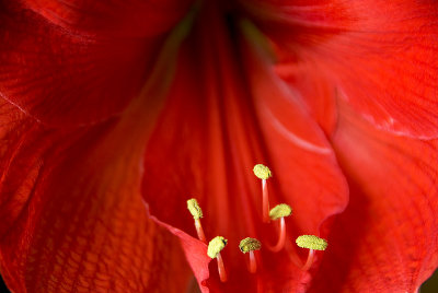 Amaryllis Bloom