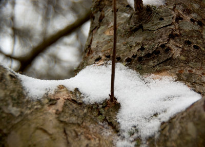 Waiting for Spring