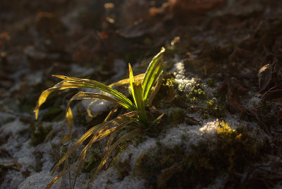 If You Look for Spring You will Find It