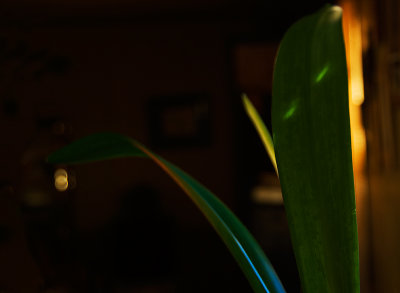 Amaryllis Leaves