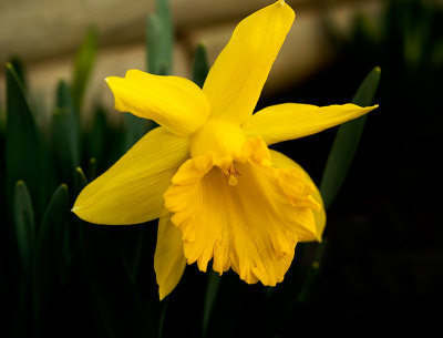 The First Daffodil