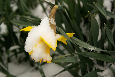The Annual Snow on the Daffodil Photo