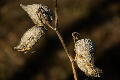 Milkweed