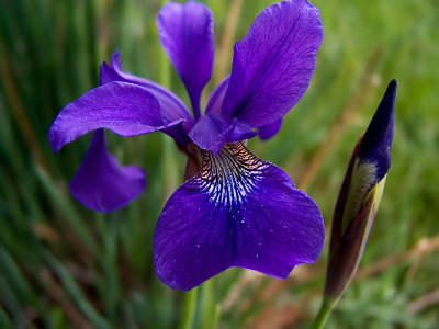 Iris