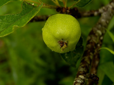 Baby Apple
