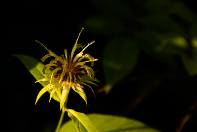 Strange Wildflower