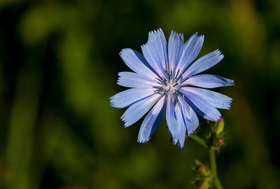 Chicory