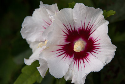 White Rose of Sharon