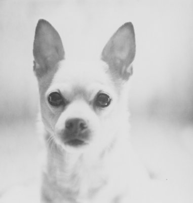 Petie Portrait