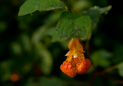 Jewel Weed