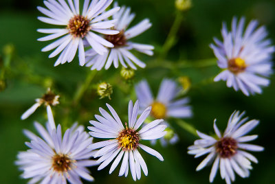 Asters