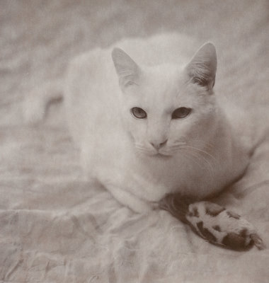 White Cat in Sepia