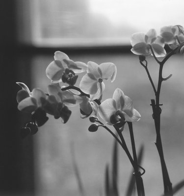 Orchid in Window