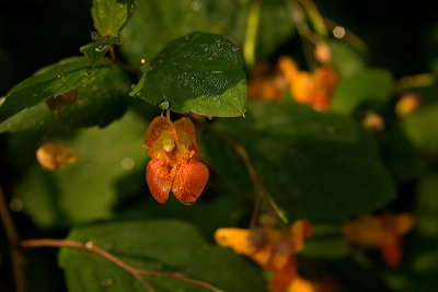 Jewelweed