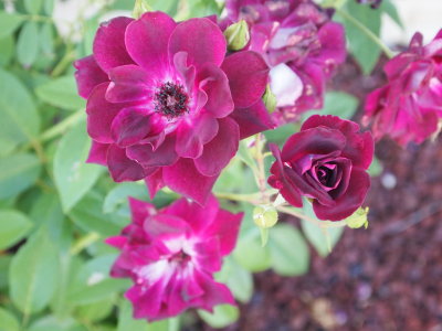 P9130008_s.jpg