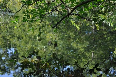 Six Mile Cypress Slough - Pond Apples