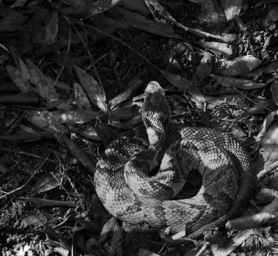 Six Mile Cypress Slough - Cottonmouth