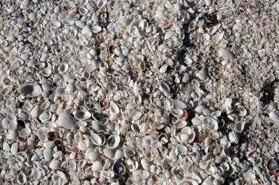 Sanibel Beach covered in shells