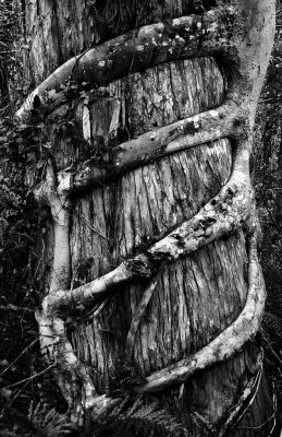Big Cypress Bend Boardwalk - Strangler Fig