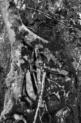 Big Cypress Bend Boardwalk - Strangler Fig