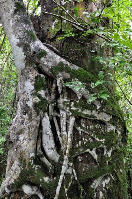 Big Cypress Bend Boardwalk - Strangler Fig