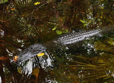Big Cypress Bend Boardwalk