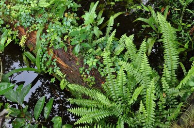 Big Cypress Bend Boardwalk