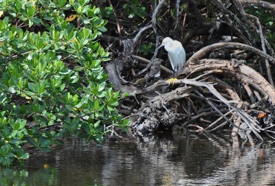 J. N. Ding Darling National Wildlife Refuge