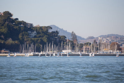 C3688 Youngsters at Tiburon