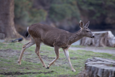C3708 Deer, the new island attraction