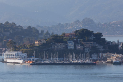 C3718 Tiburon