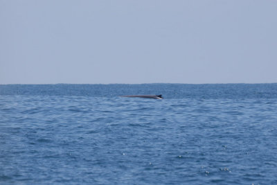 C8881 Spotting a whale