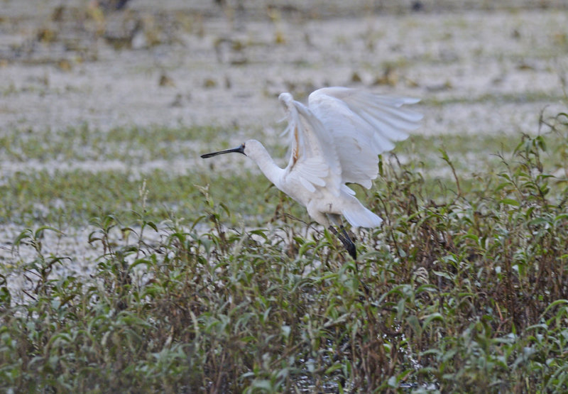 spoonbill in flight