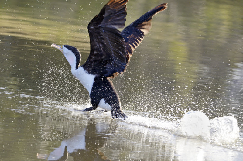 walking on water.jpg