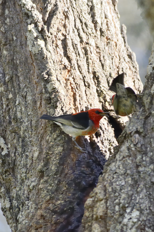 old and young scarlet honey eaters