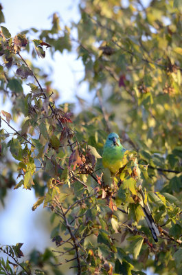 in the tree